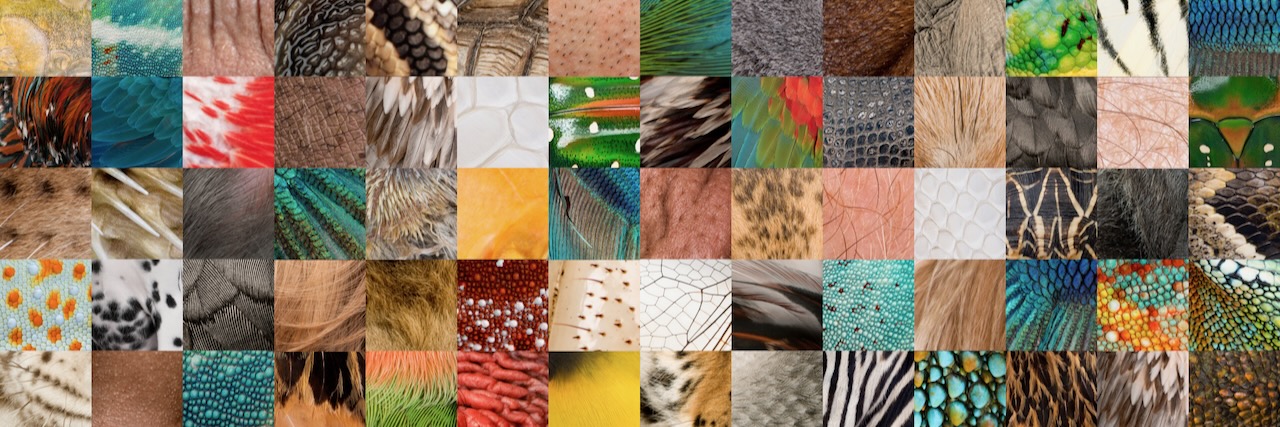 Collage verschiedener Menschen- und Tierhäute. AdobeStock_20293235