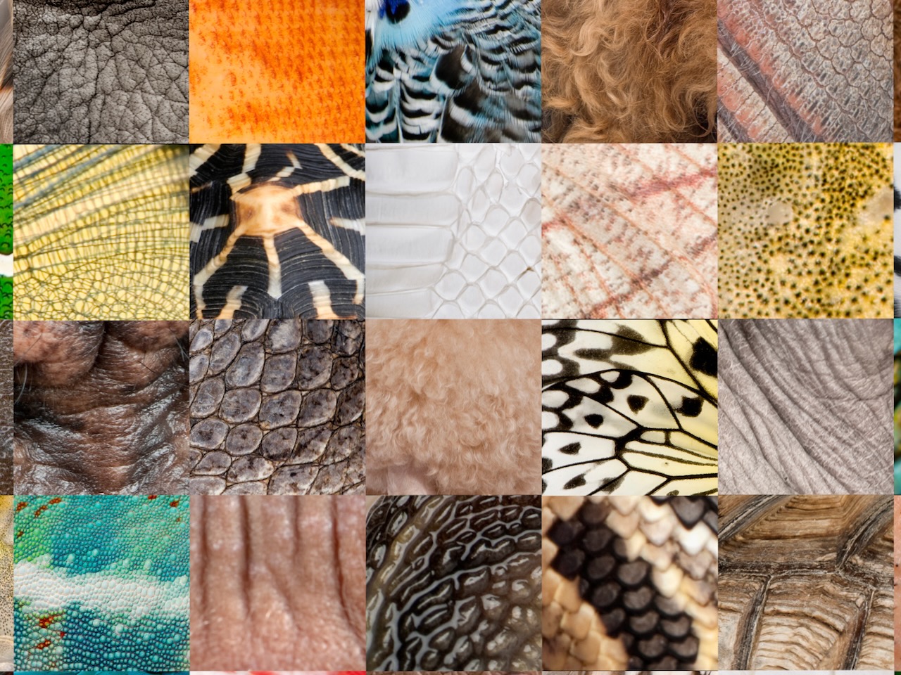 Collage verschiedener Menschen- und Tierhäute. AdobeStock_20293235