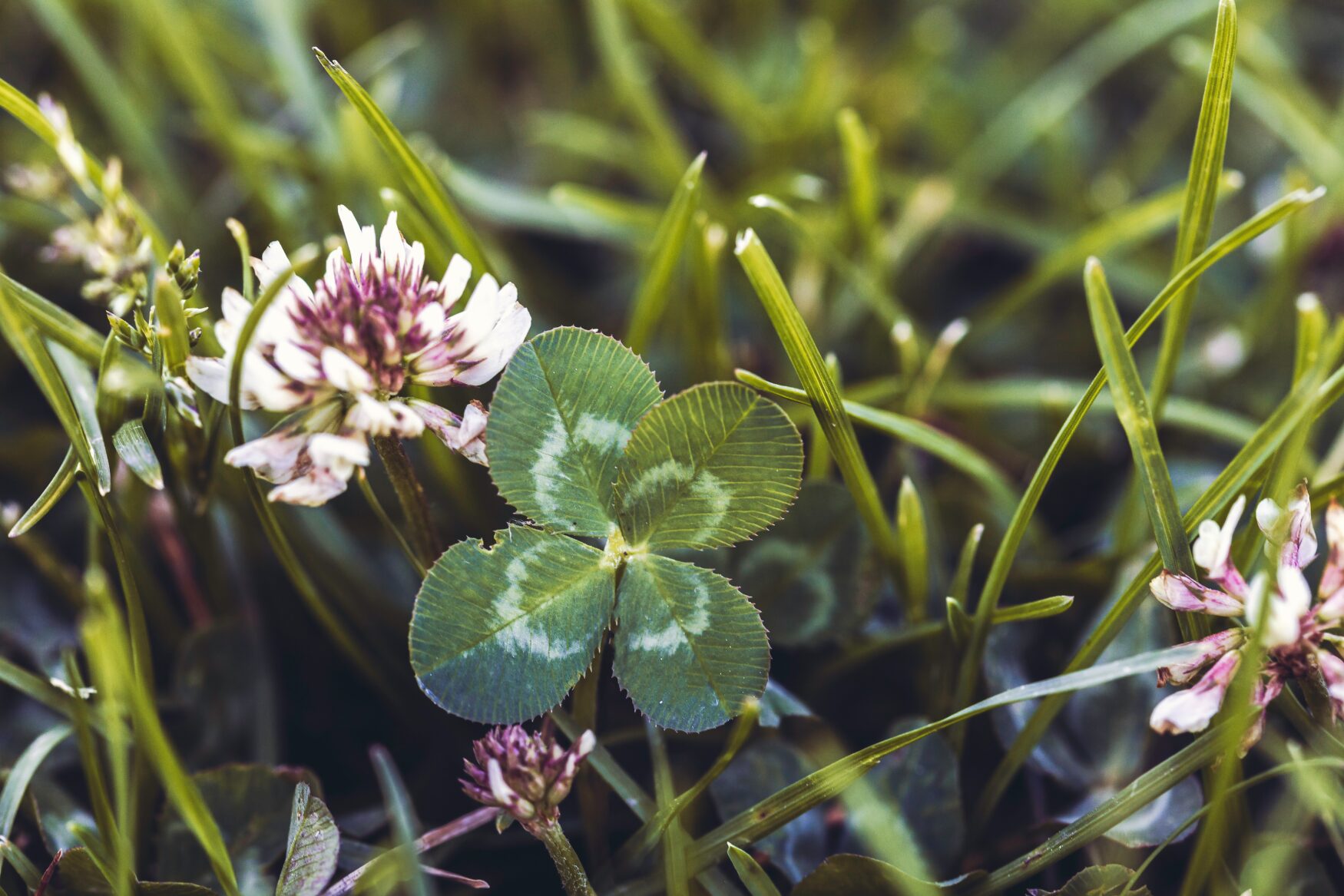 Glück - gibt es das auch in schwierigen Zeiten? Foto: Dustin Humes / unsplash