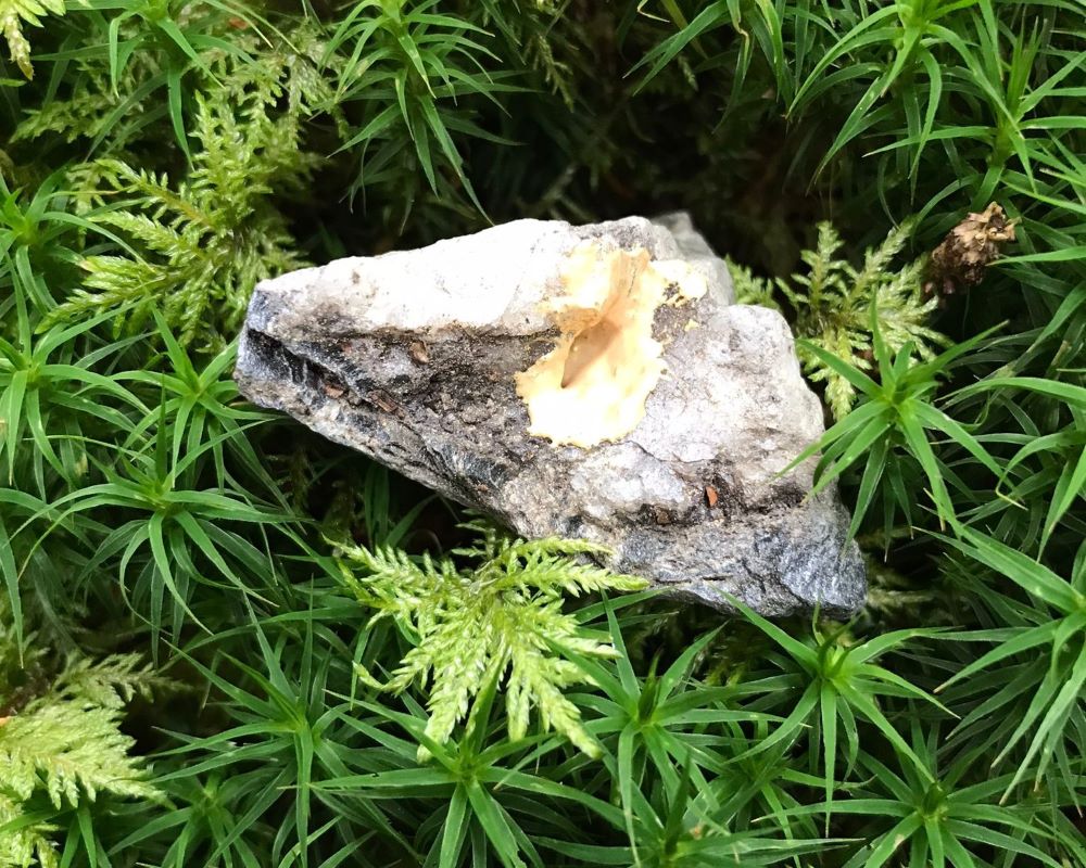 Bruchgold als Symbol für das Oasenweekend; Foto: Noemi Deak